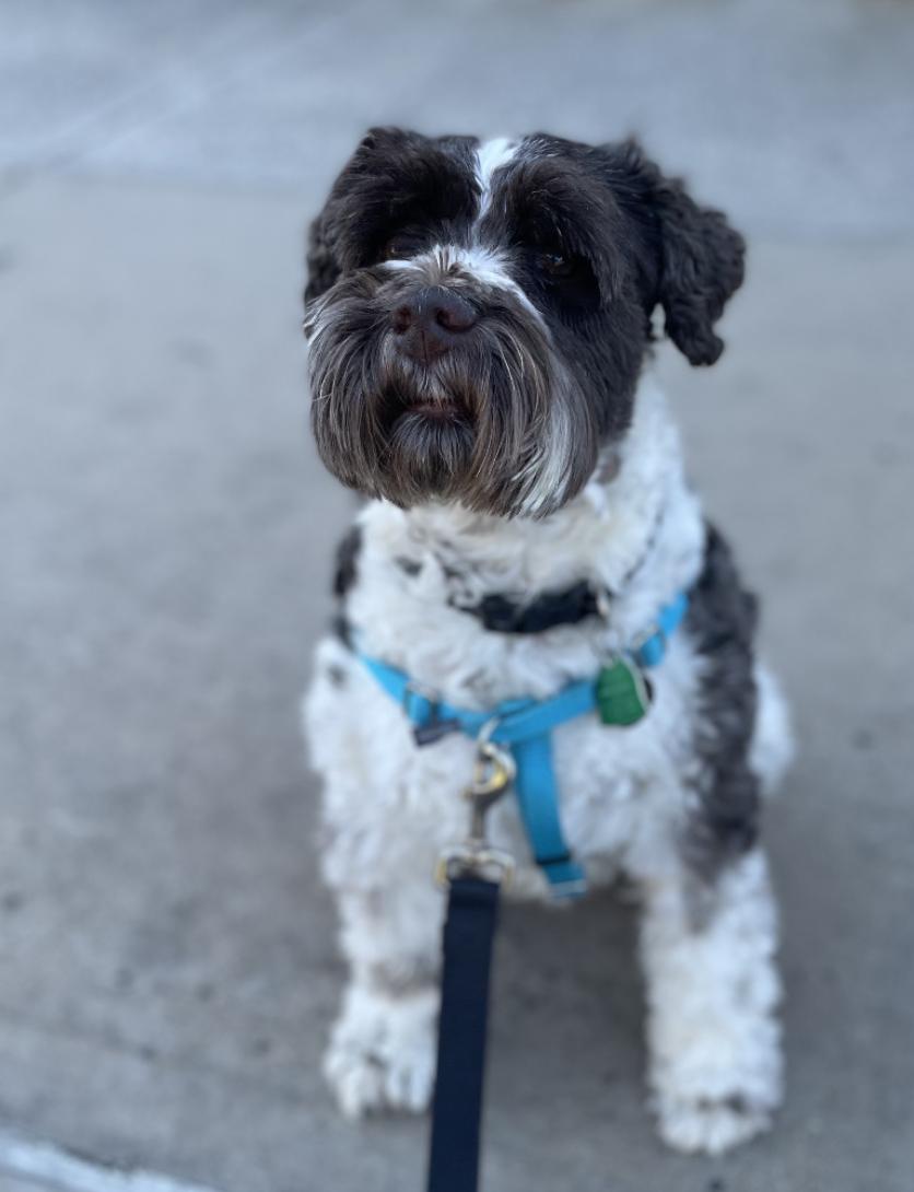 Chuckie, ADOPTABLE, Adult Male Miniature Schnauzer.
