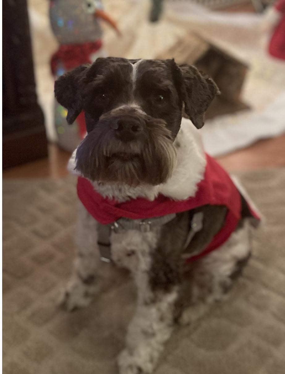 Enlarge Chuckie, a ADOPTABLE Miniature Schnauzer in Glendale, NY image 4/4