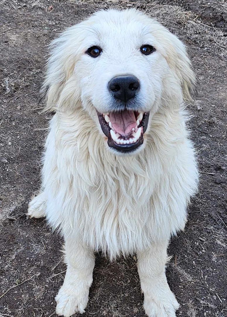 Bernie, an adoptable Great Pyrenees in Mouth of Wilson, VA, 24363 | Photo Image 1