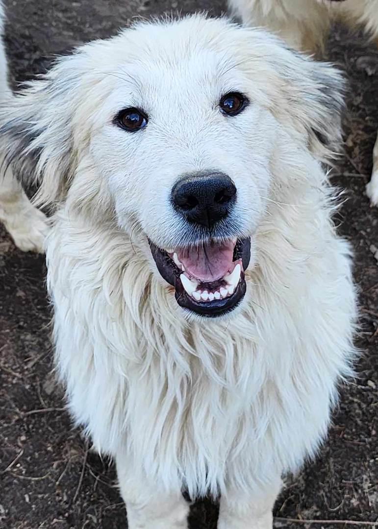 Bernie, an adoptable Great Pyrenees in Mouth of Wilson, VA, 24363 | Photo Image 2