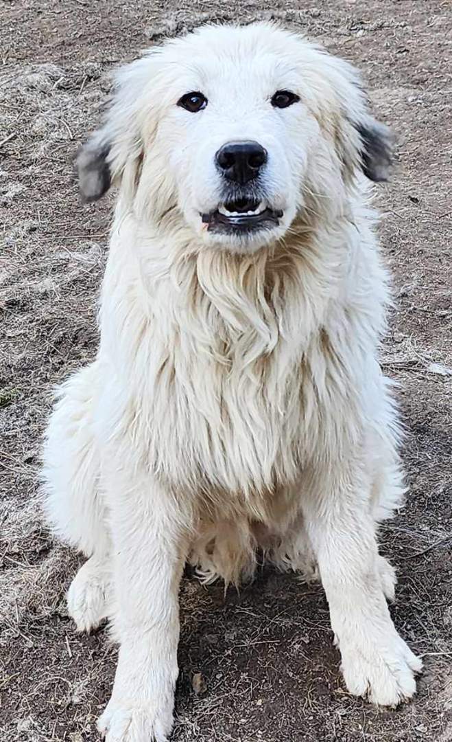 Bernie, an adoptable Great Pyrenees in Mouth of Wilson, VA, 24363 | Photo Image 3