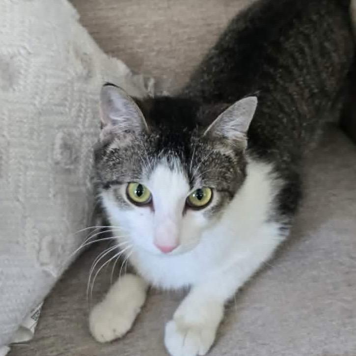 Cashlynn, Adoptable, Adult Female Domestic Short Hair.