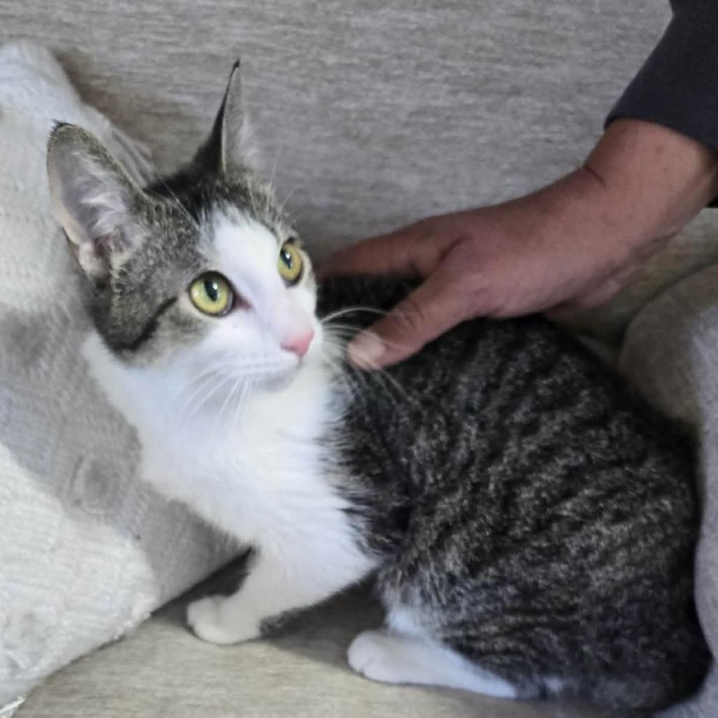 Cashlynn, a Adoptable Domestic Short Hair in Gordonsville, TN image 2/2