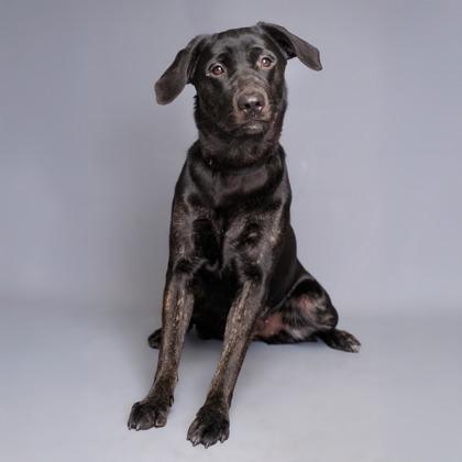 Ebony, Adoptable, Adult Female Labrador Retriever & Mixed Breed.