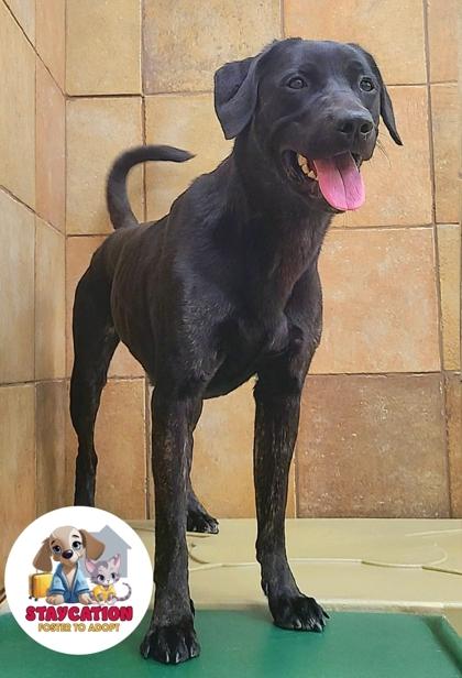 Ebony, Adoptable, Adult Female Labrador Retriever & Mixed Breed.