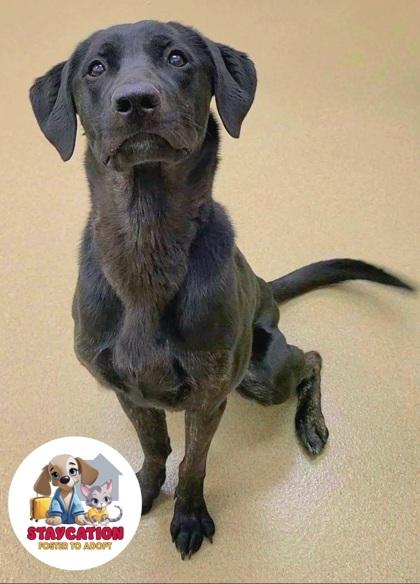 Ebony, Adoptable, Adult Female Labrador Retriever & Mixed Breed.