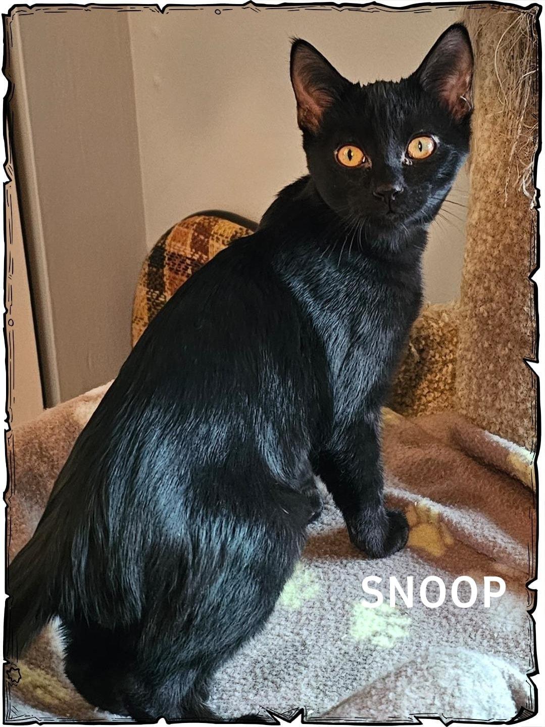 Snoop, adopted, Kitten Male Domestic Short Hair.