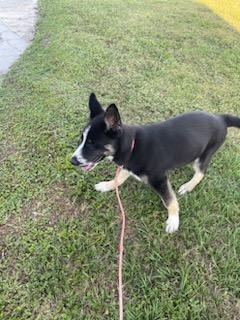 Glacier, a Adopted mixed breed in Lakeland, FL image 1/4