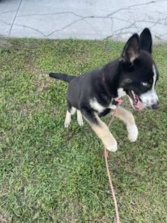 Glacier, a Adopted mixed breed in Lakeland, FL image 2/4