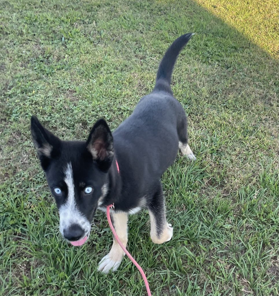 Glacier, a Adopted mixed breed in Lakeland, FL image 3/4