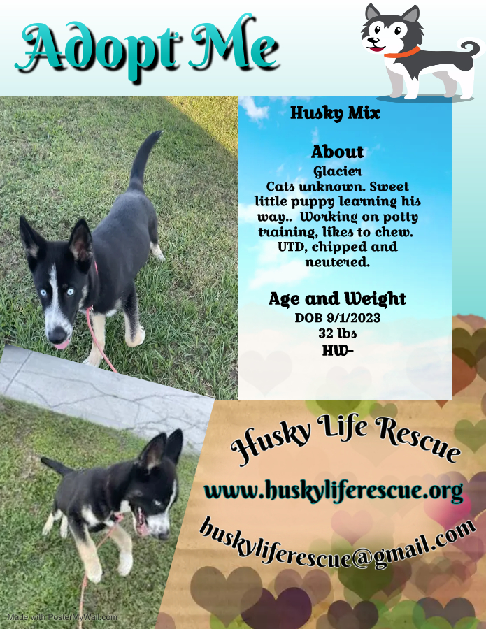 Glacier, a Adopted mixed breed in Lakeland, FL image 4/4