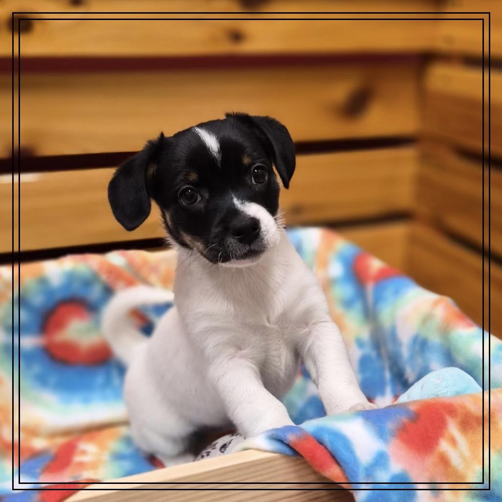 Queen, Adoptable, Puppy Female Mixed Breed & Mixed Breed.