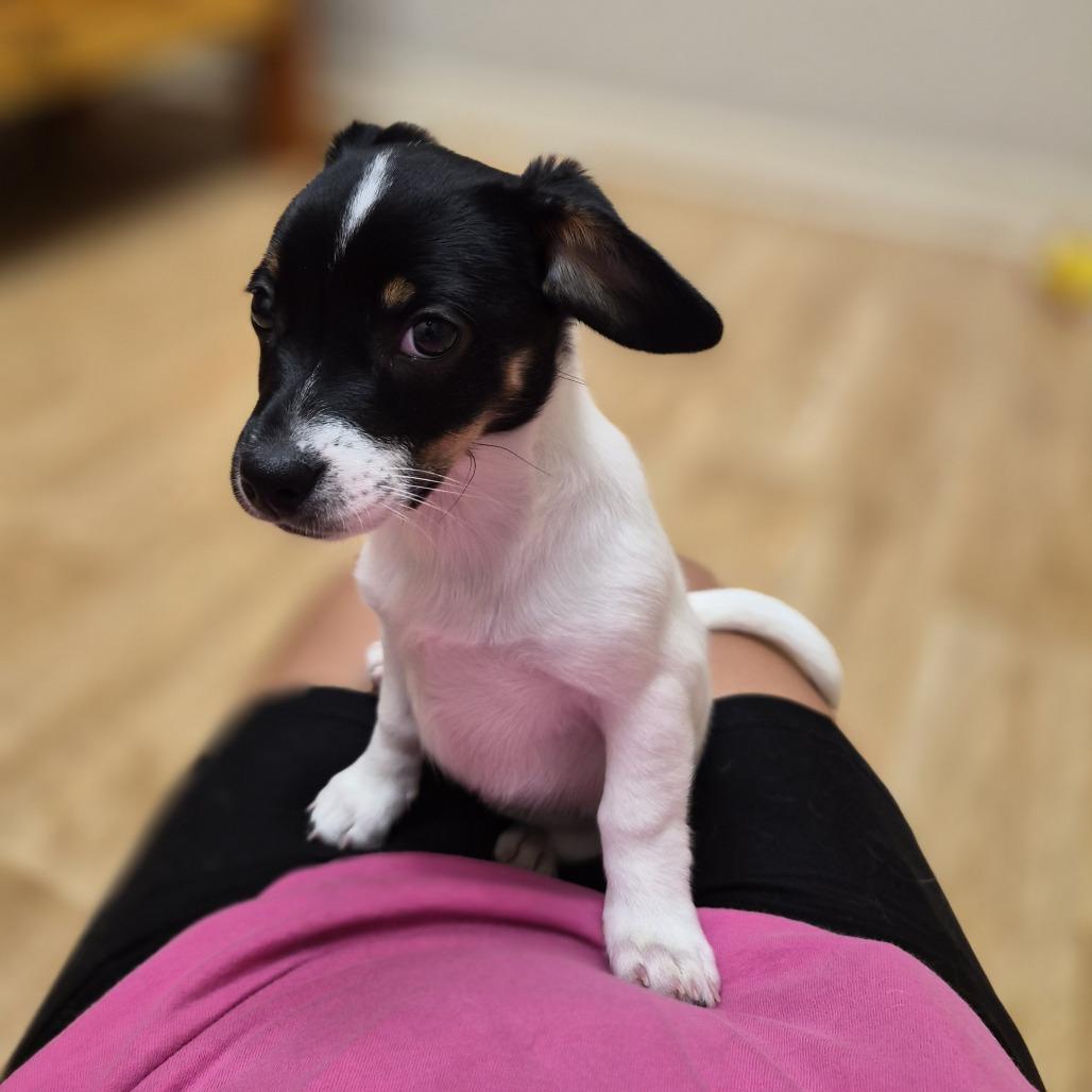 Enlarge Queen, a Adoptable mixed breed in Woodstock, IL image 2/6