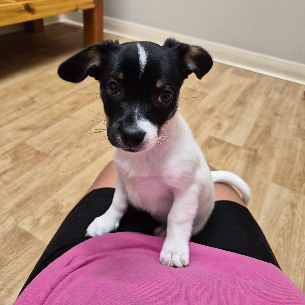 Enlarge Queen, a Adoptable mixed breed in Woodstock, IL image 3/6