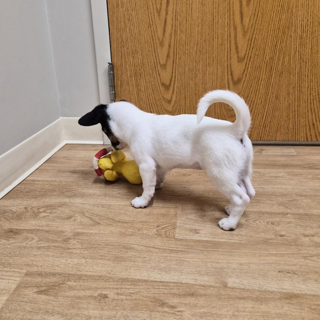 Enlarge Queen, a Adoptable mixed breed in Woodstock, IL image 4/6