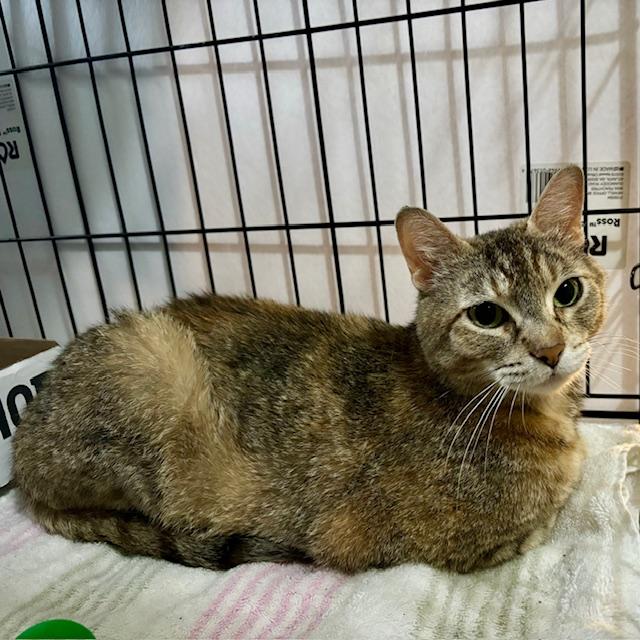 Ella, ADOPTABLE, Adult Female Domestic Short Hair.
