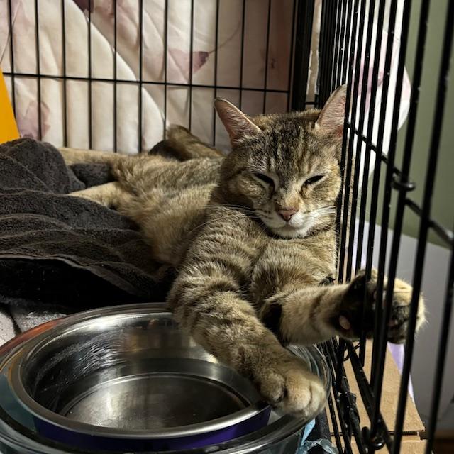 Enlarge Ella, a ADOPTABLE Domestic Short Hair in Bethlehem, PA image 2/2