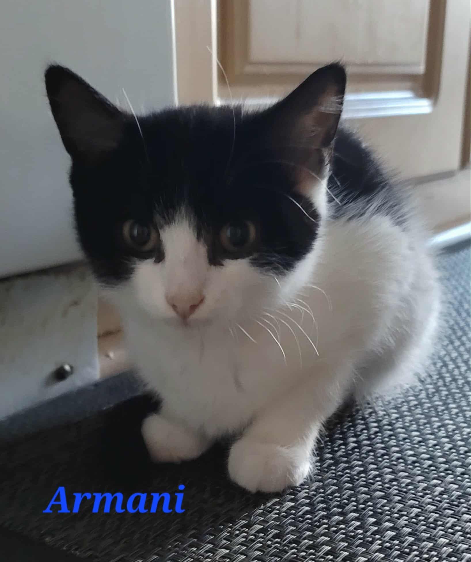 Enlarge Armani, a Adoptable Domestic Short Hair in Kitchener, ON image 1/2