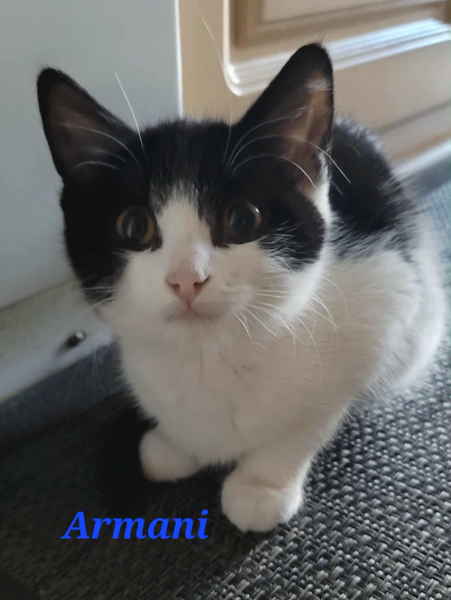 Enlarge Armani, a Adoptable Domestic Short Hair in Kitchener, ON image 2/2