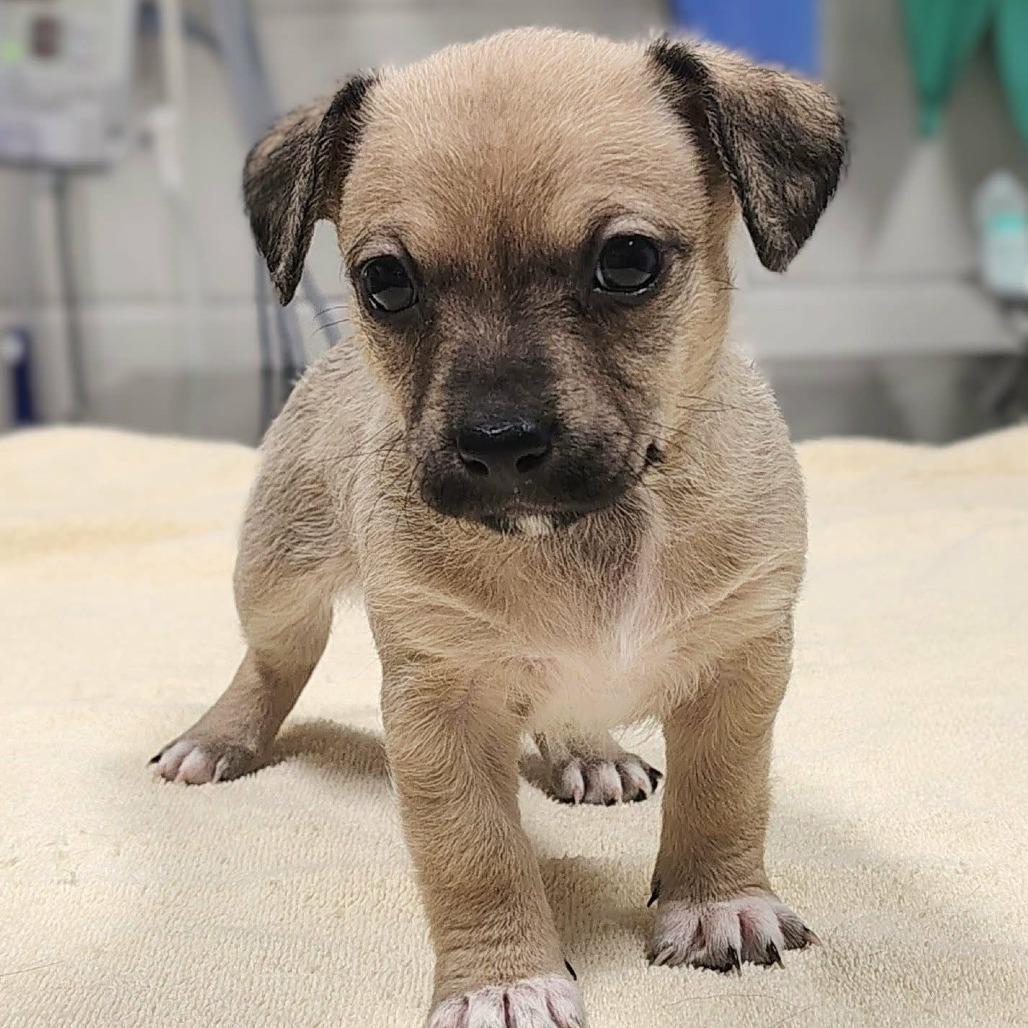 Enlarge Sevyn, a Adoptable mixed breed in Griswold, CT image 1/1