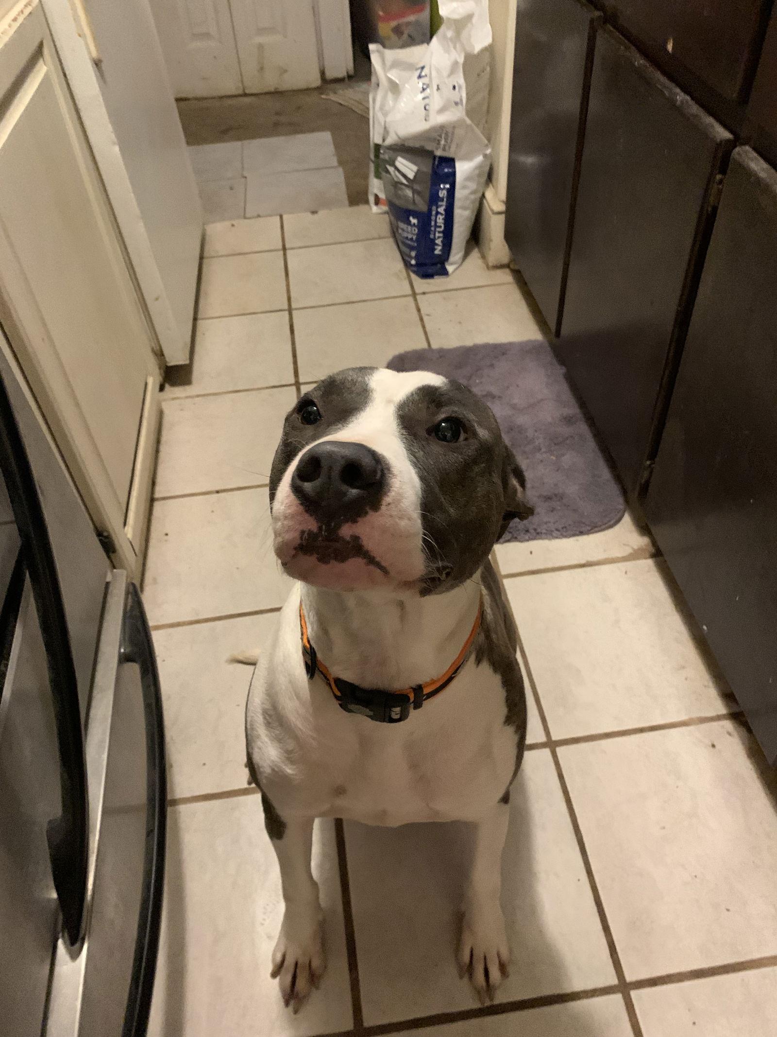 Buster, Adoptable, Adult Male Pit Bull Terrier.