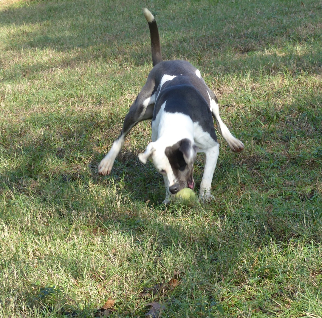 Trinity, a Adoptable mixed breed in Nacogdoches, TX image 2/8