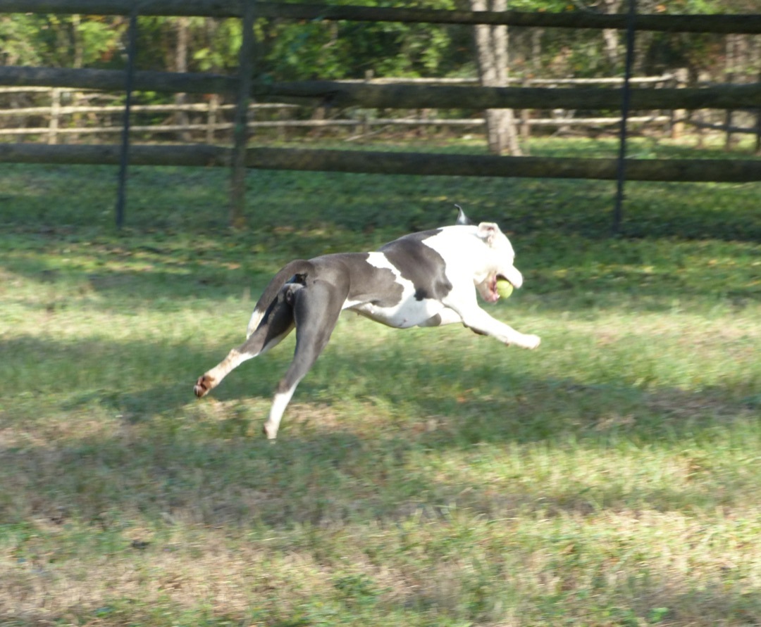 Trinity, a Adoptable mixed breed in Nacogdoches, TX image 3/8