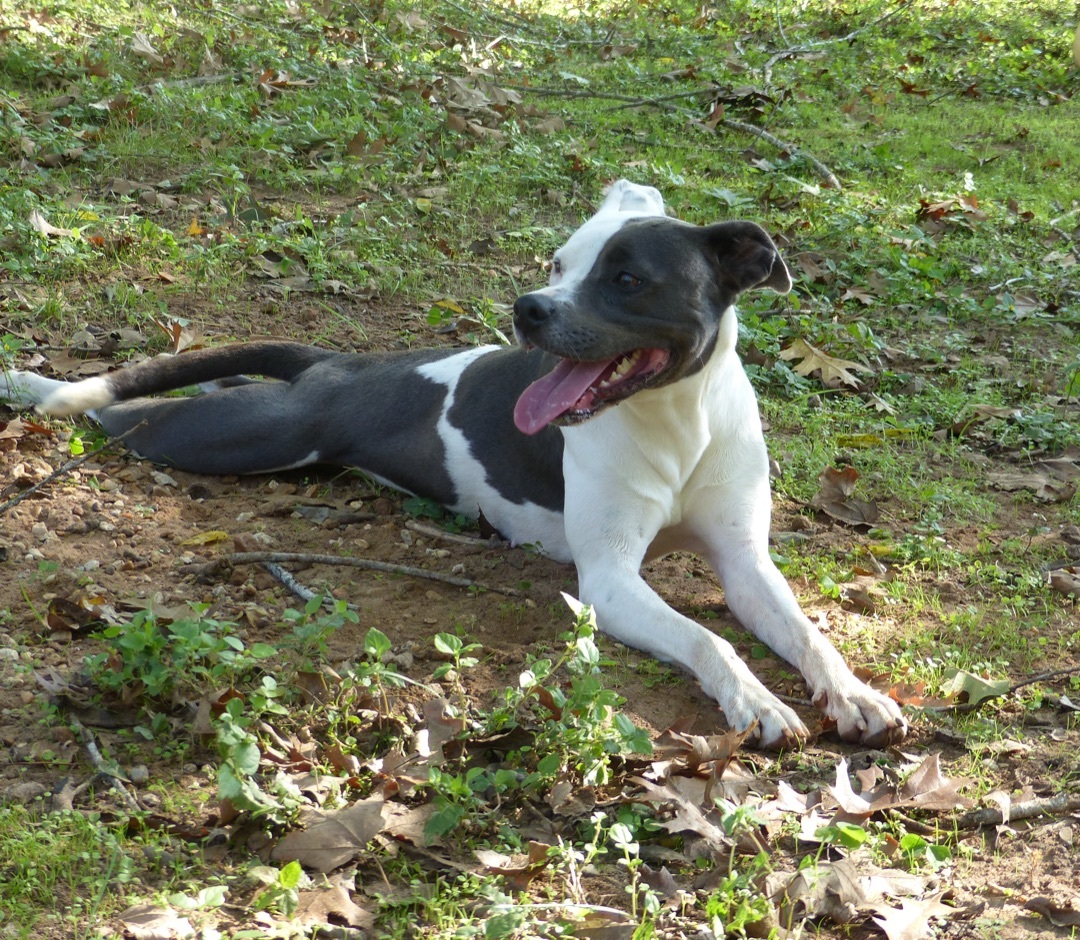 Trinity, a Adoptable mixed breed in Nacogdoches, TX image 4/8