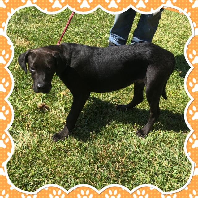 COAL, ADOPTABLE, Puppy Male Labrador Retriever.