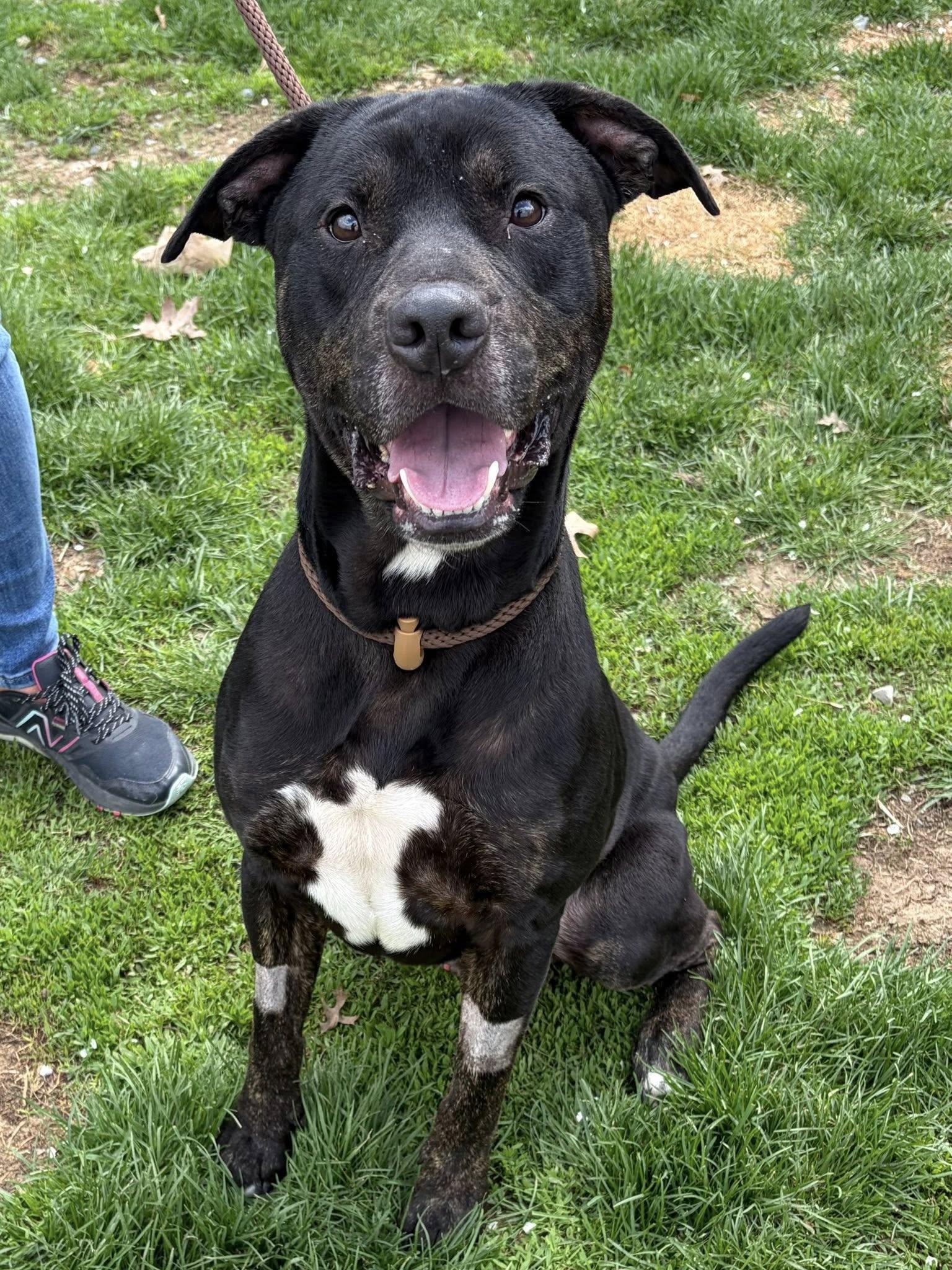 Jet, ADOPTABLE, Adult Male Pit Bull Terrier.