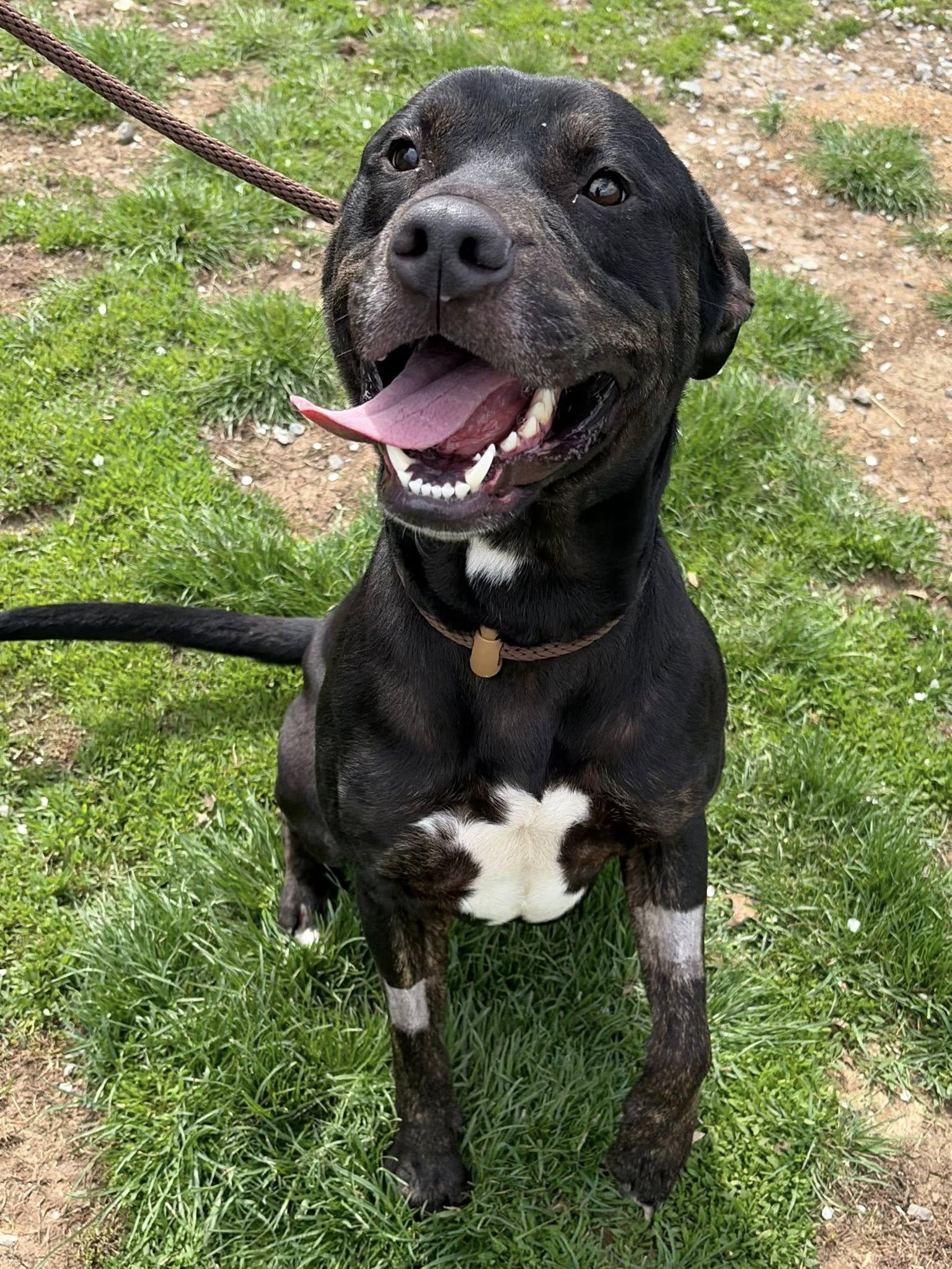 Enlarge Jet, a ADOPTABLE Pit Bull Terrier in Winchester, VA image 2/5