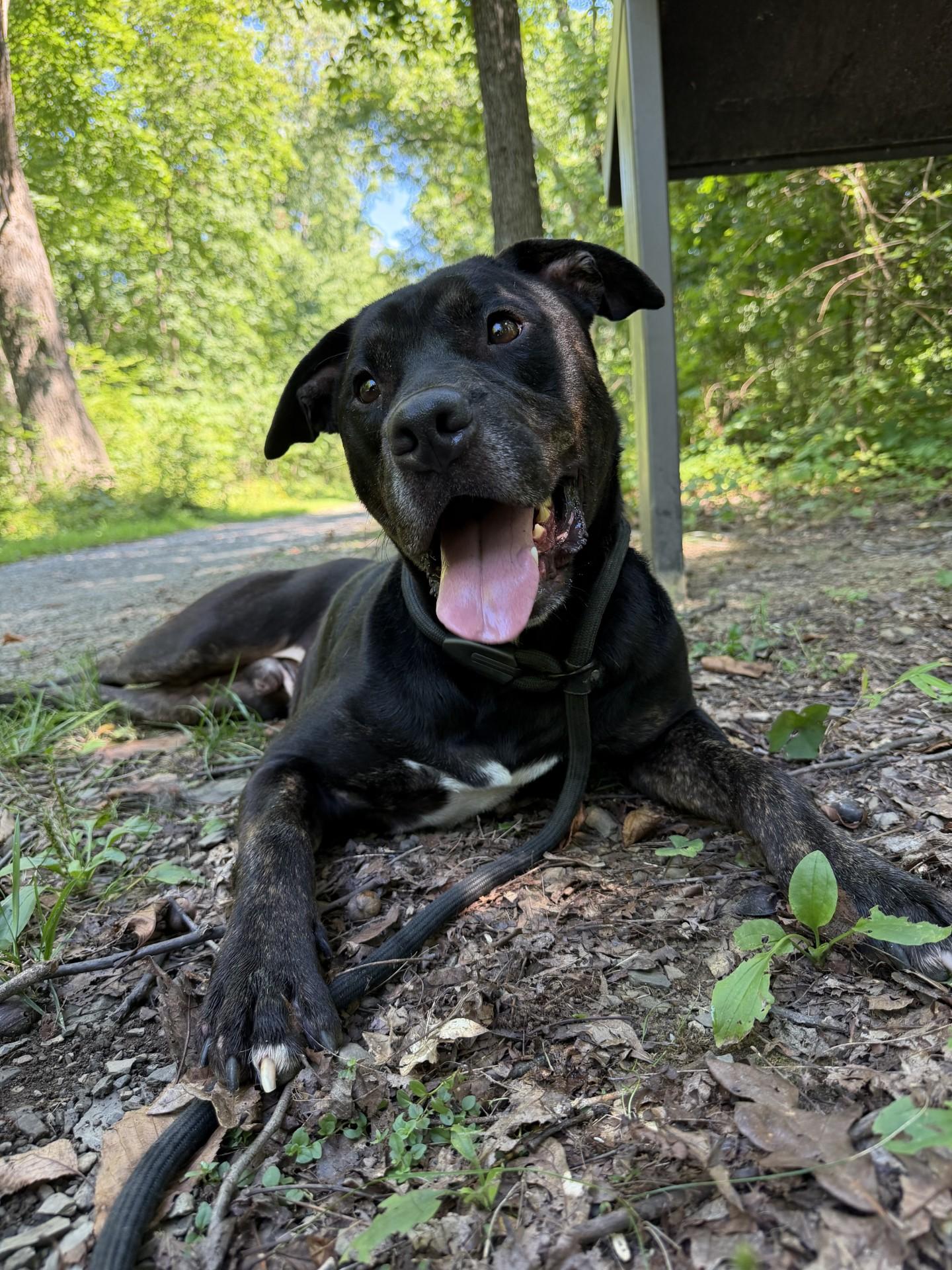 Enlarge Jet, an adoptable Pit Bull Terrier in Winchester, VA image 2/6