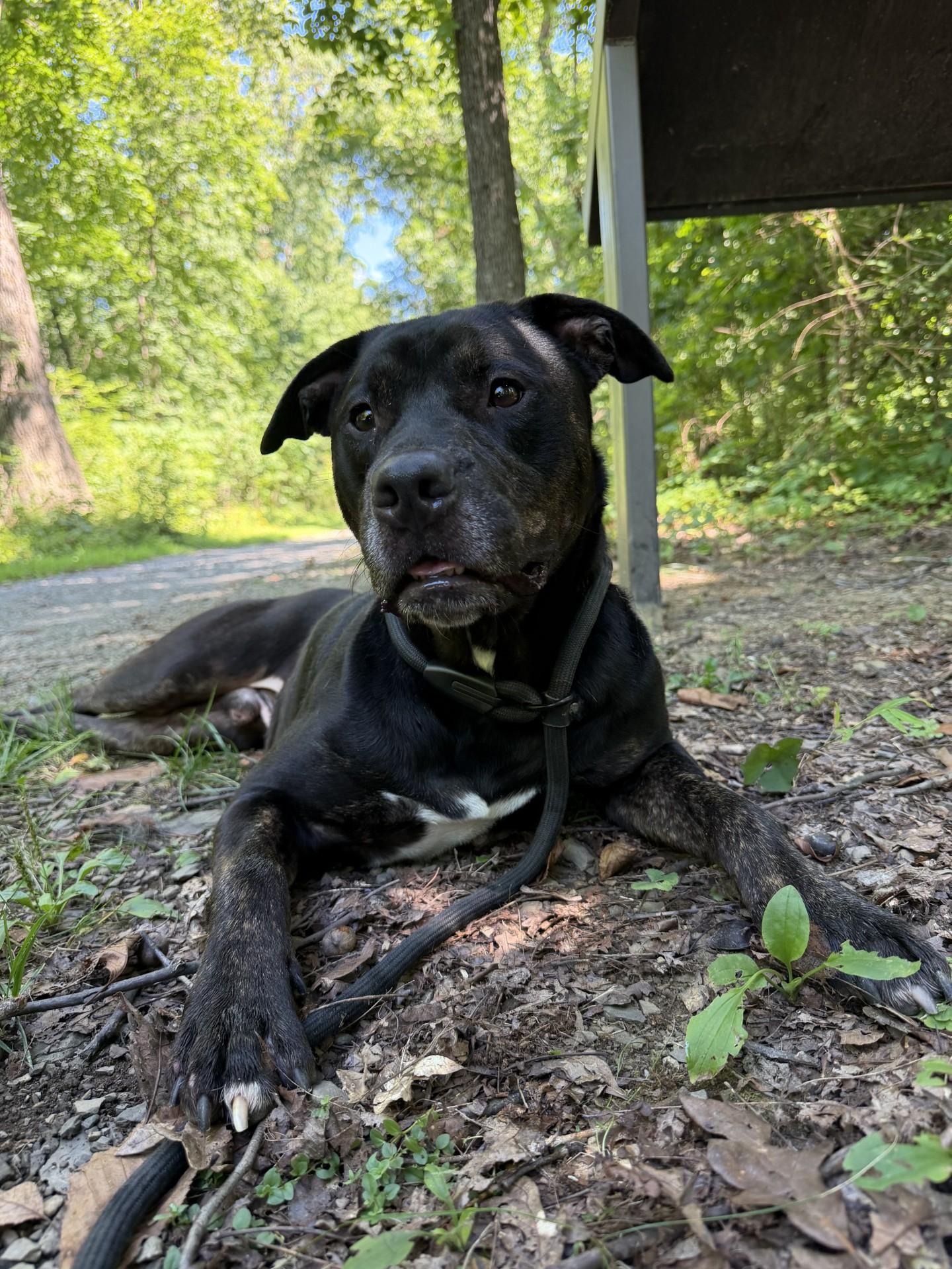Enlarge Jet, an adoptable Pit Bull Terrier in Winchester, VA image 3/6