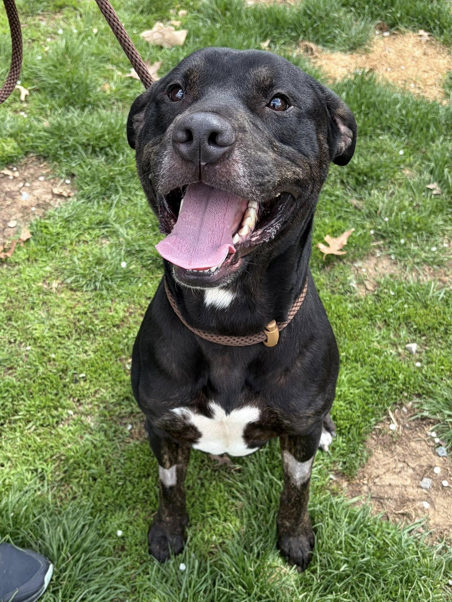 Enlarge Jet, a ADOPTABLE Pit Bull Terrier in Winchester, VA image 5/5