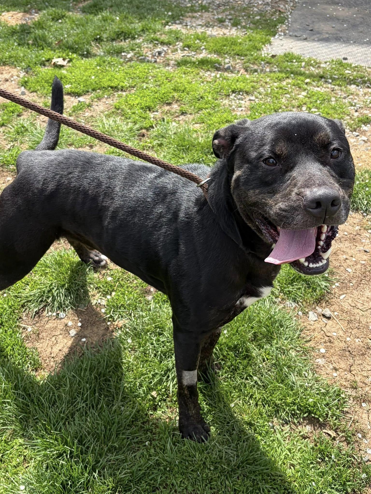 Enlarge Jet, a ADOPTABLE Pit Bull Terrier in Winchester, VA image 3/5