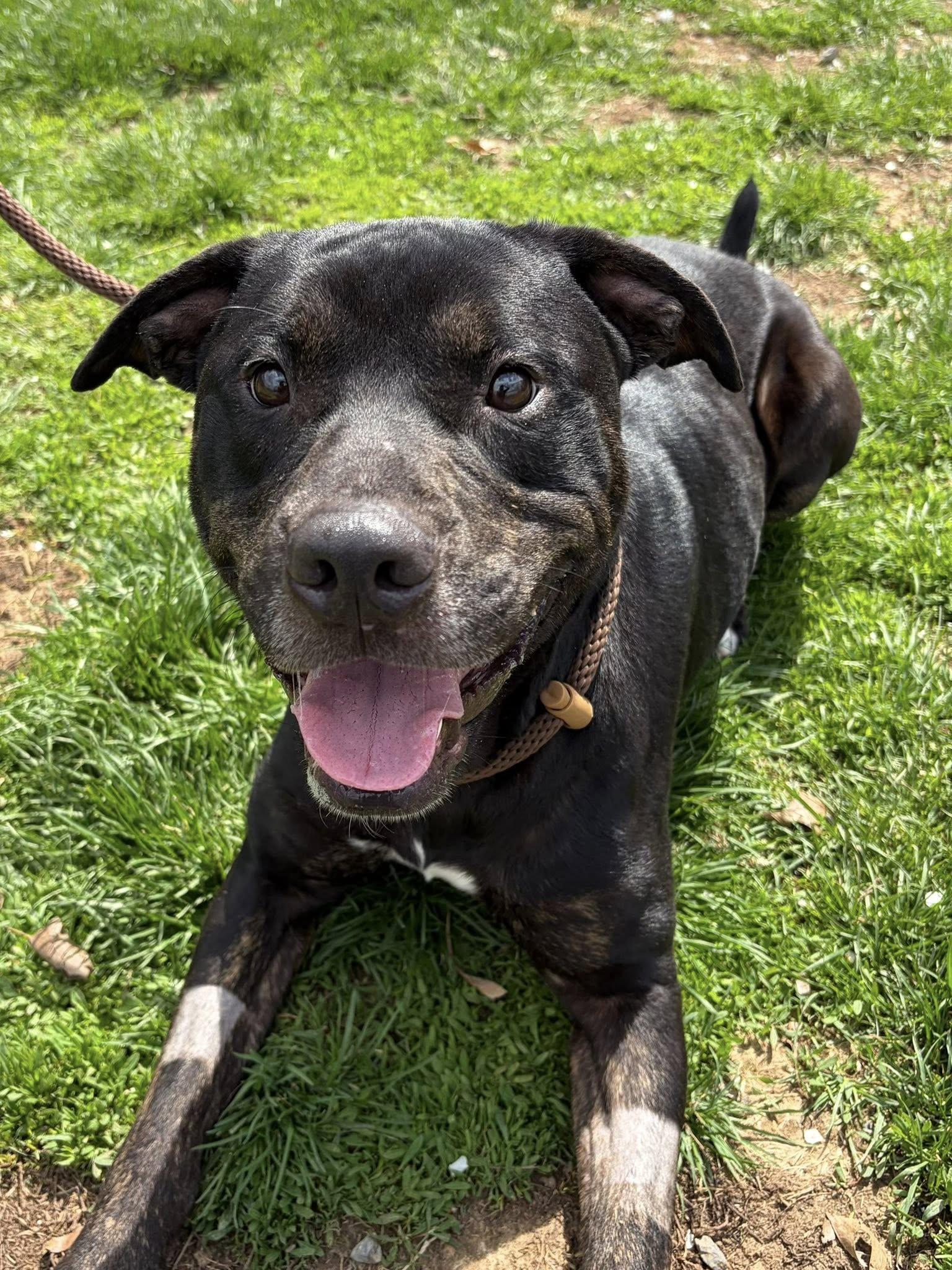 Enlarge Jet, a ADOPTABLE Pit Bull Terrier in Winchester, VA image 4/5