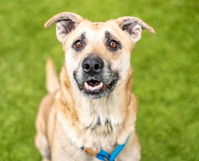 Enlarge HONEY BEAR, a Adoptable mixed breed in San Jose, CA image 1/1