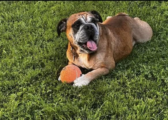 Beefcake, a Adoptable Bulldog image 3/5