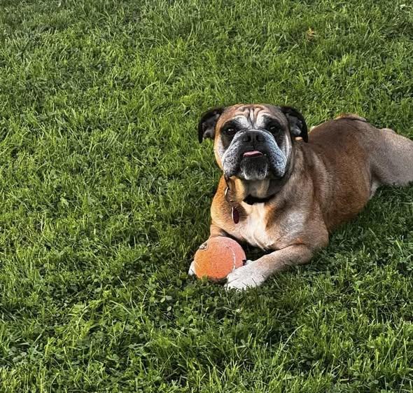 Beefcake, a Adoptable Bulldog image 4/5
