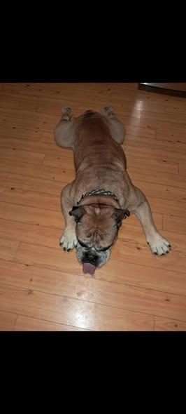 Beefcake, a Adoptable Bulldog image 5/5