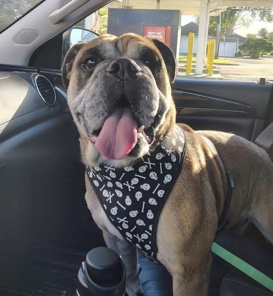 Beefcake, Adoptable, Adult Male Bulldog.