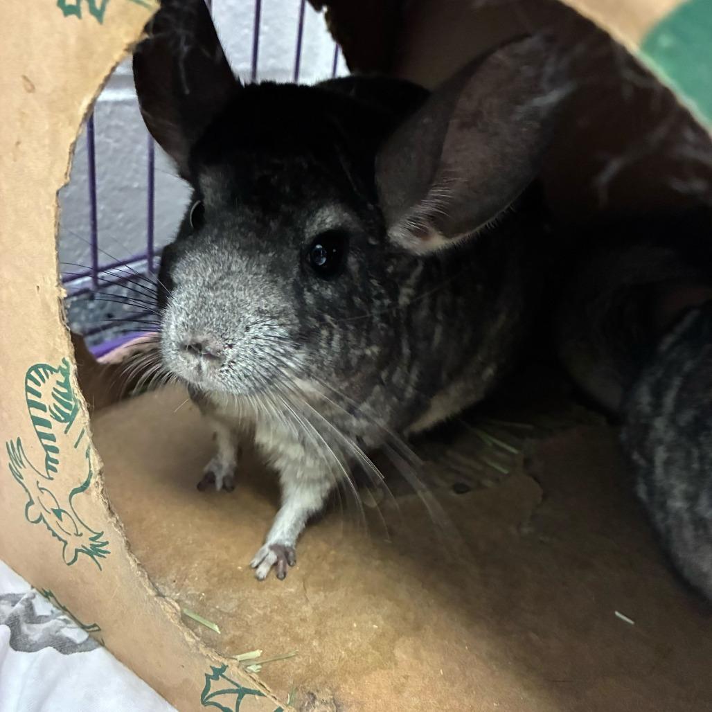 Enlarge Totodile, a Adoptable Chinchilla in Dayton, OH image 1/3