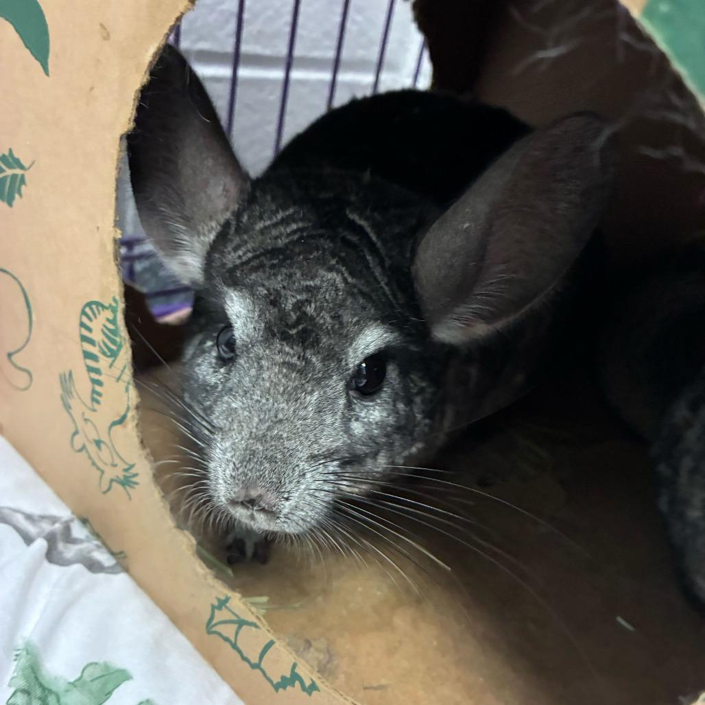 Enlarge Totodile, a Adoptable Chinchilla in Dayton, OH image 2/3