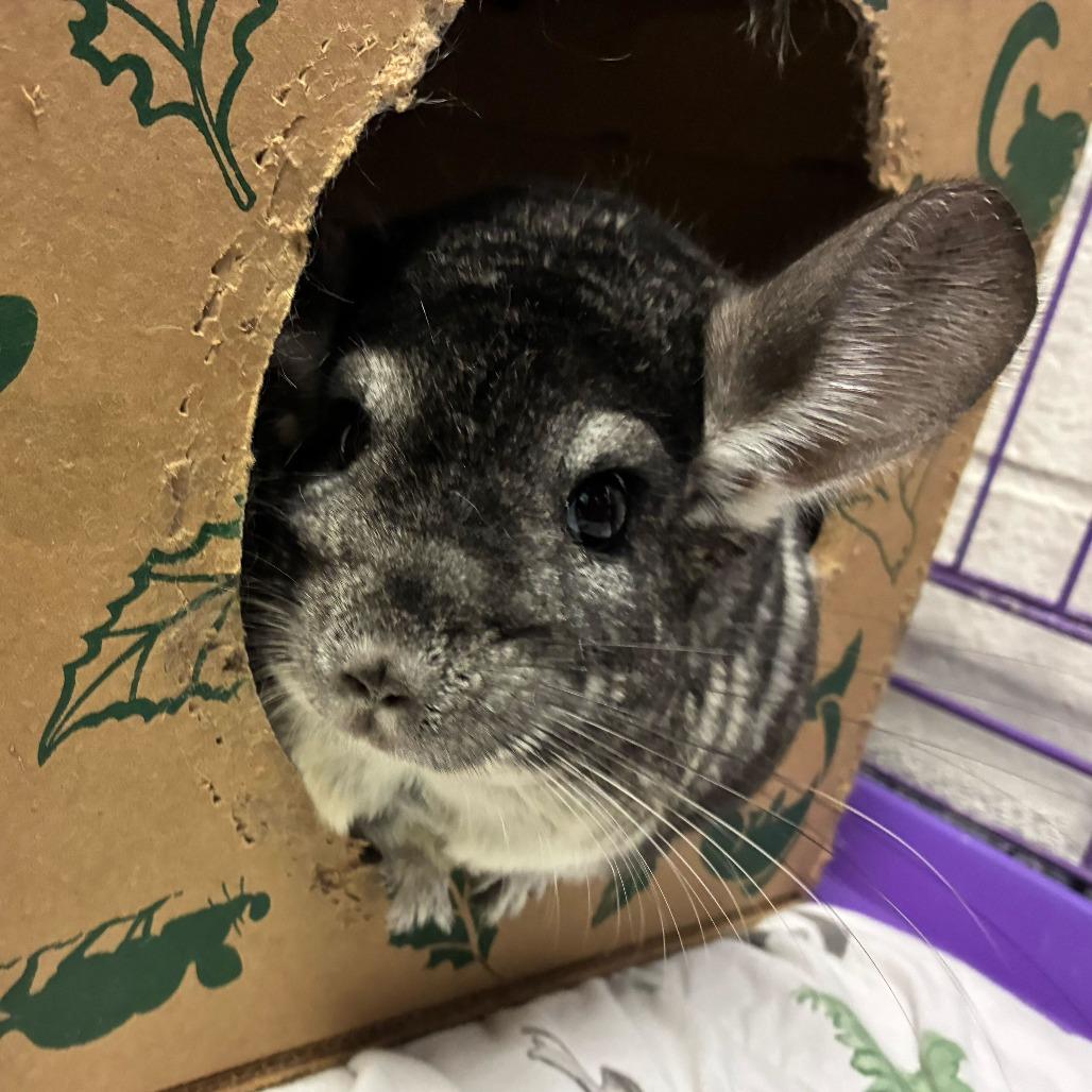 Enlarge Totodile, a Adoptable Chinchilla in Dayton, OH image 3/3