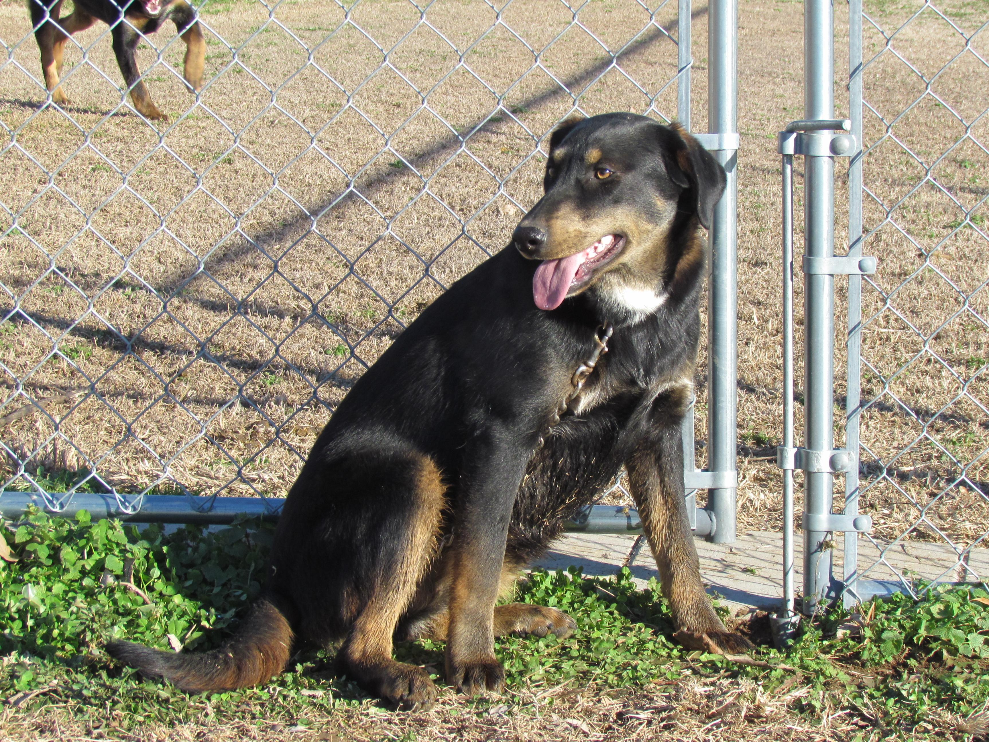 Enlarge Zeina - Come Meet Me!, a Adoptable mixed breed in Medfield, MA image 3/4