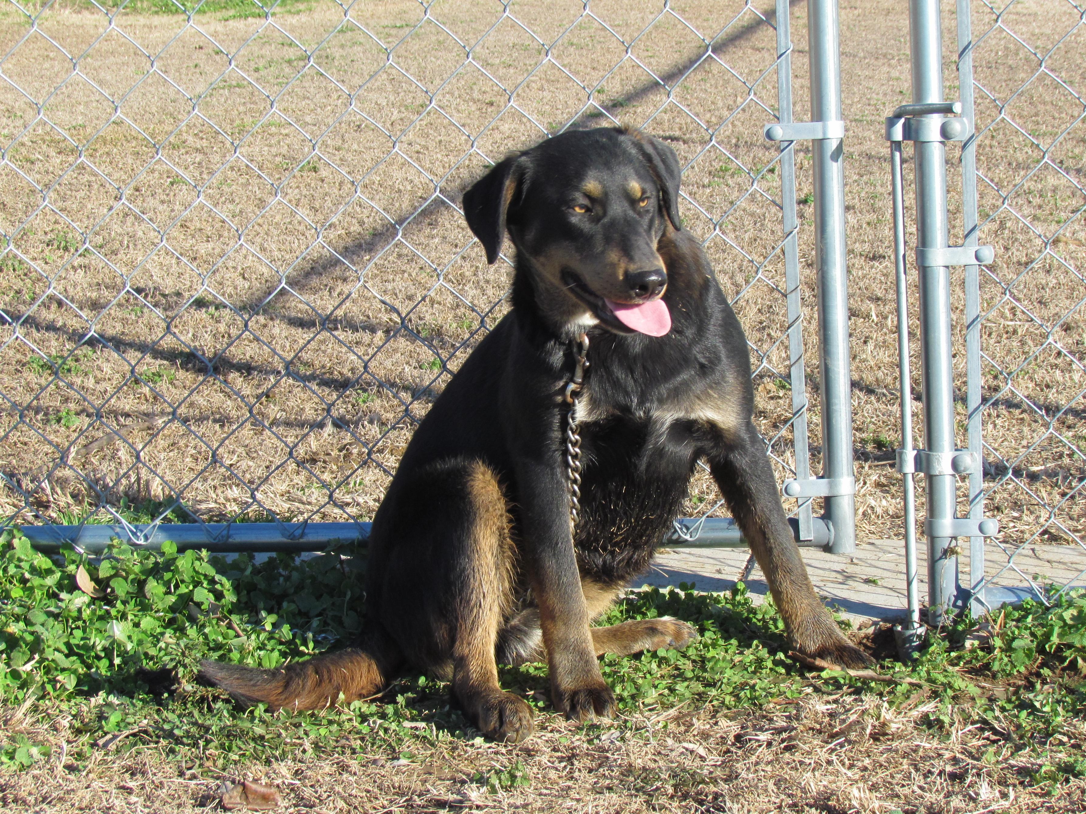 Enlarge Zeina - Come Meet Me!, a Adoptable mixed breed in Medfield, MA image 1/4