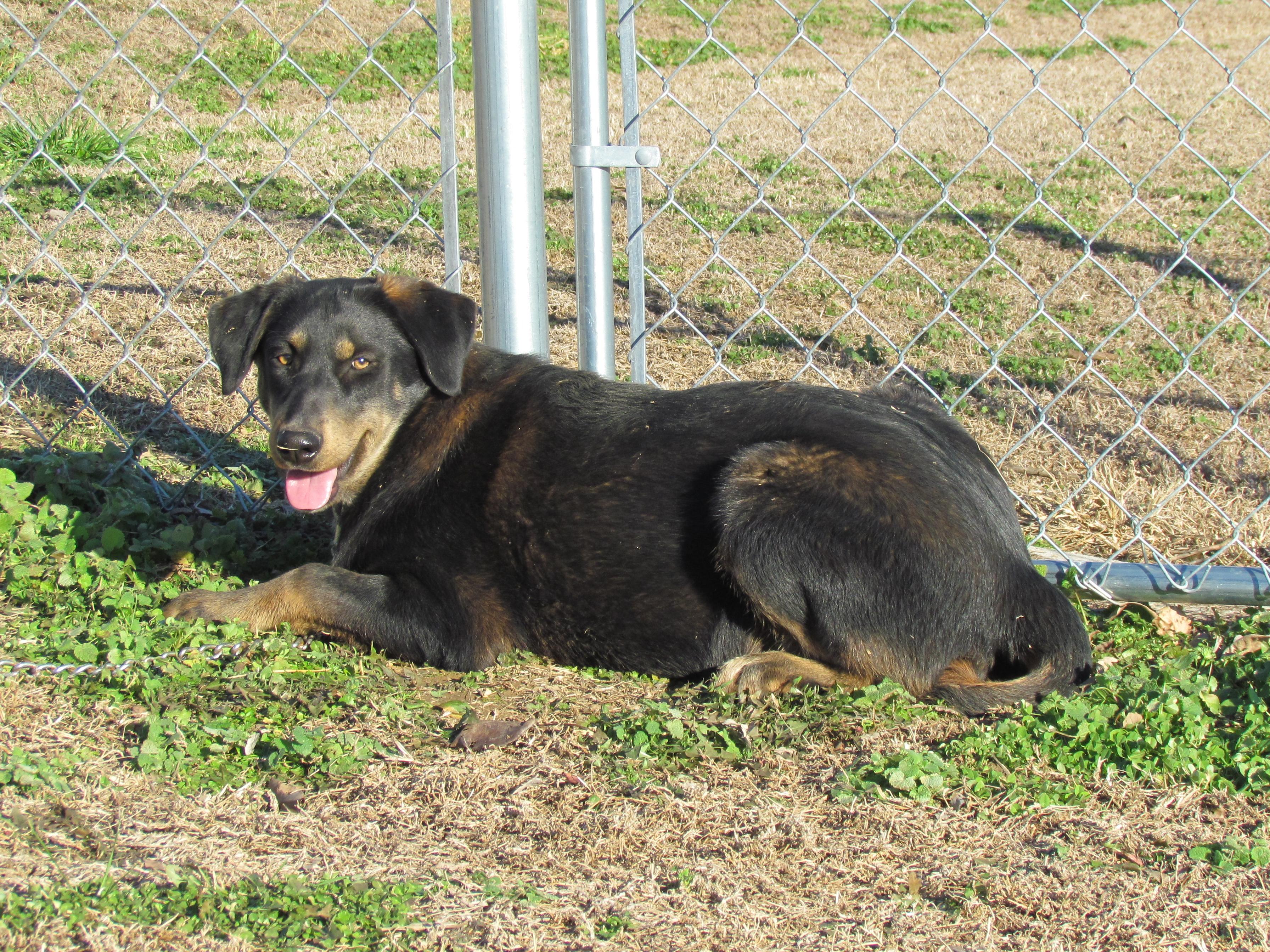 Enlarge Zeina - Come Meet Me!, a Adoptable mixed breed in Medfield, MA image 2/4