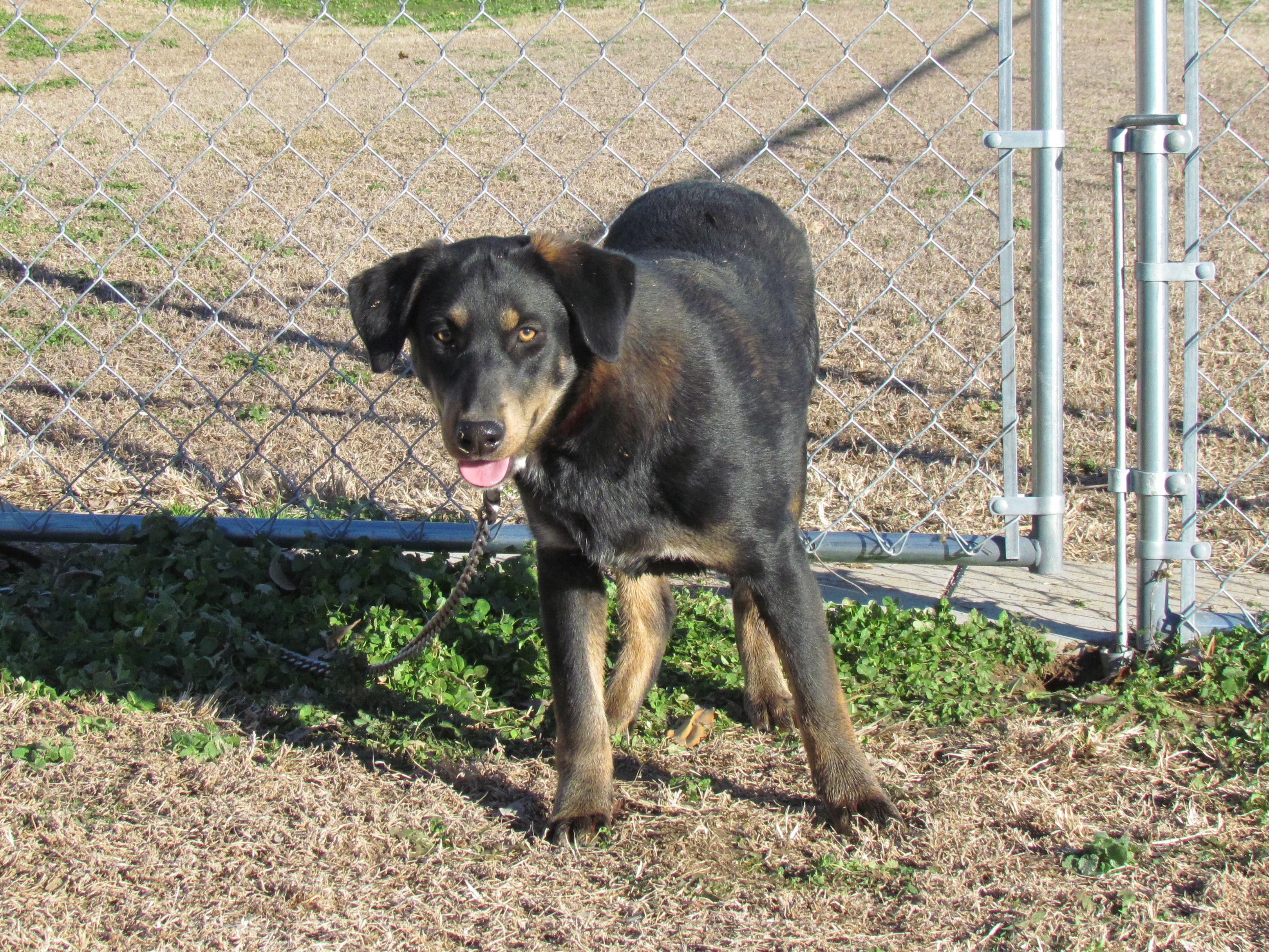 Enlarge Zeina - Come Meet Me!, a Adoptable mixed breed in Medfield, MA image 4/4