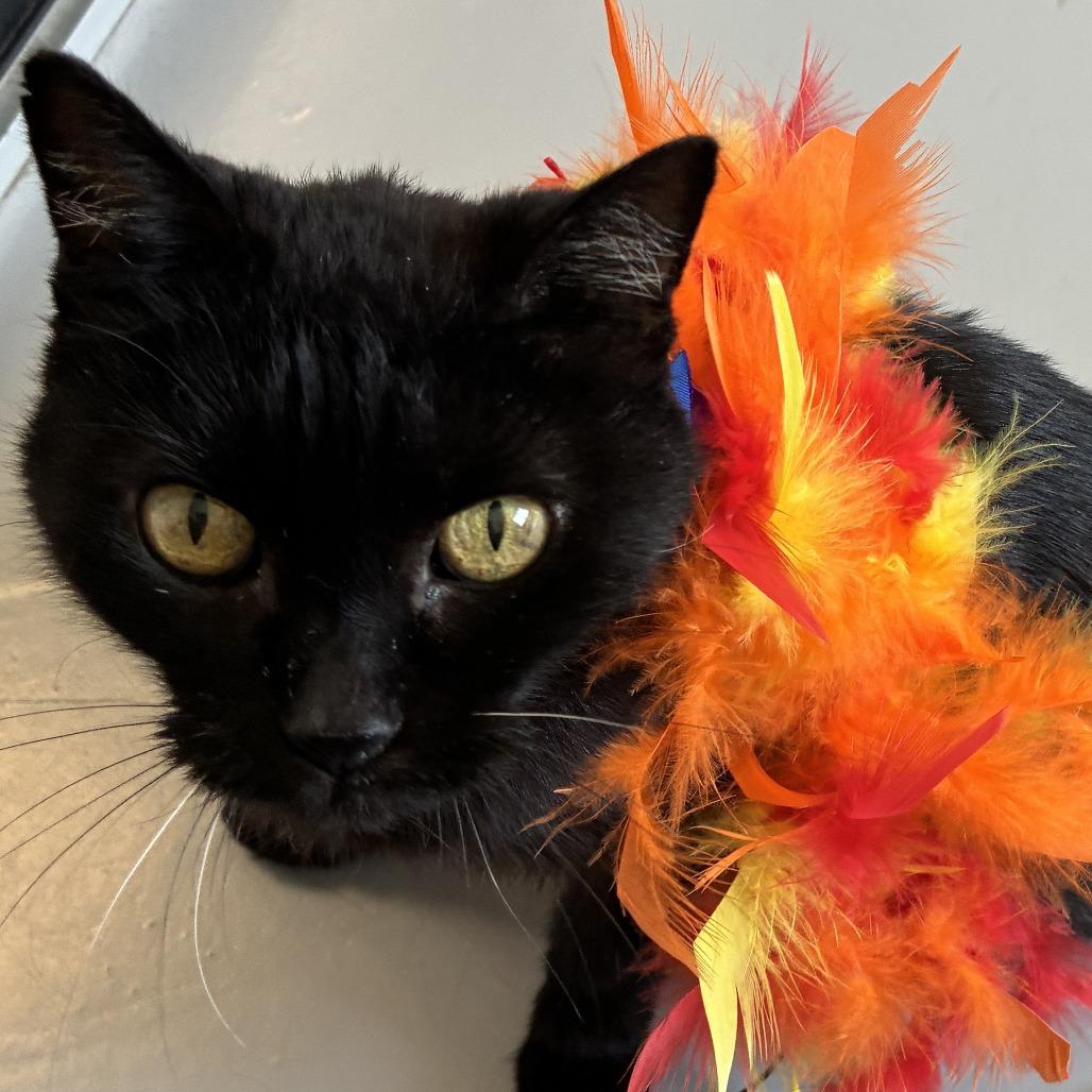 Jackie, Adoptable, Adult Female Domestic Medium Hair.