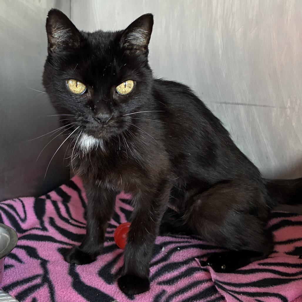 Enlarge Jackie, a Adoptable Domestic Medium Hair in Ponca City, OK image 2/4